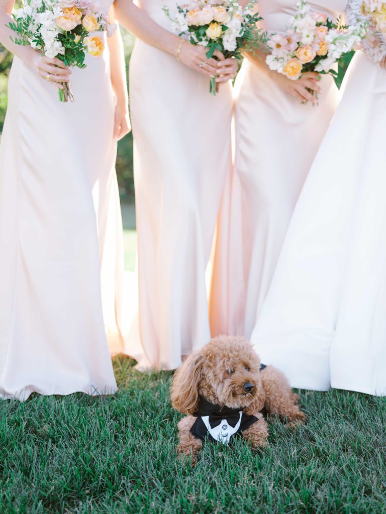 puppy in tuxedo next to bride and bridesmaids at wedding 